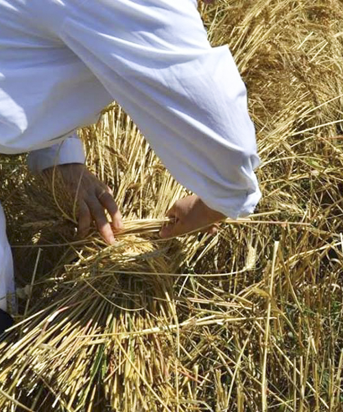 Palio del Grano